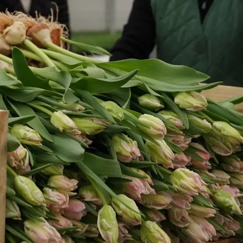 Athenahlthsystemcorp