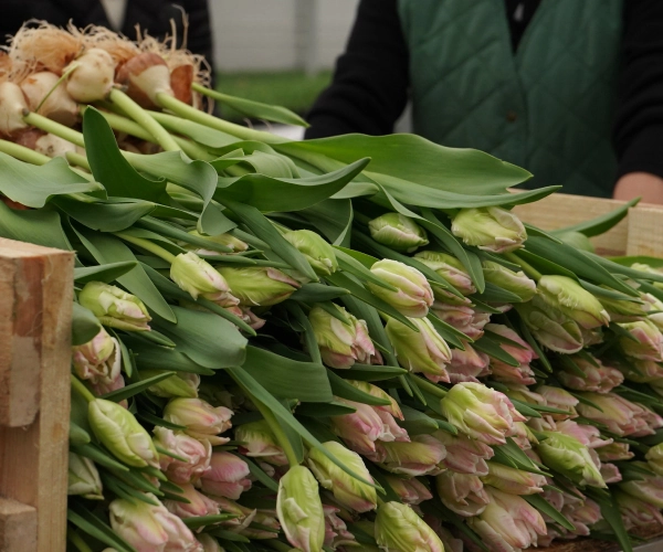 Membangun Nuansa Nyaman Lewat Pencahayaan yang Lembut